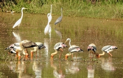 Mycteria leucocephala