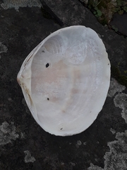 Mactra stultorum