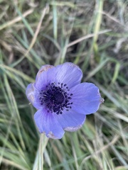 Anemoneae