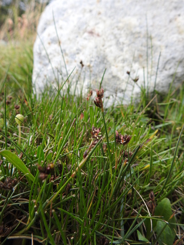 Image of Juncus scheuchzerioides by (c) María Regina Silva, some rights reserved (CC BY)