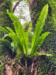 Asplenium nidus