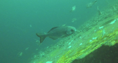 Hyperoglyphe perciformis