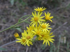 Jacobaea