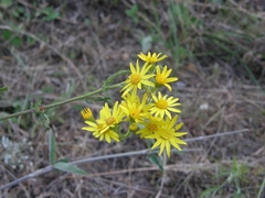 Jacobaea