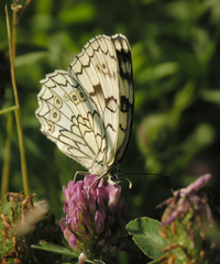 Melanargia russiae