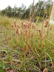 Plantago maritima