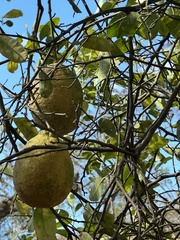 Annona reticulata