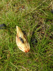 Chauliognathus magellanicus