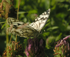 Melanargia russiae