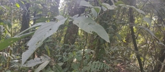 Passiflora arborea