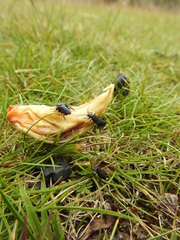 Chauliognathus magellanicus