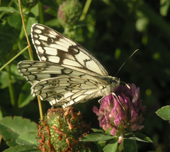 Melanargia russiae