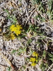 Lomatium minimum