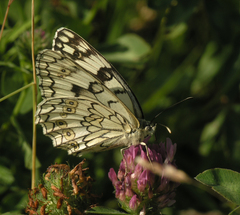 Melanargia russiae