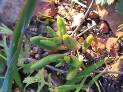 Dudleya variegata