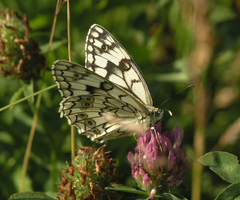 Melanargia russiae
