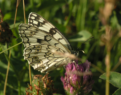 Melanargia russiae