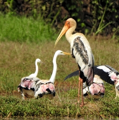 Mycteria leucocephala