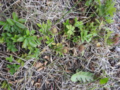 Acaena ovalifolia