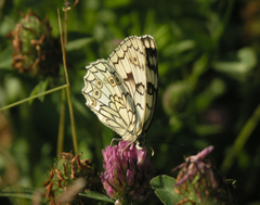 Melanargia russiae