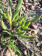 Dudleya variegata