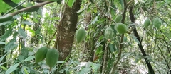 Passiflora arborea