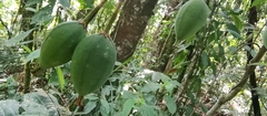 Passiflora arborea