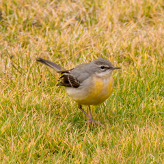 Motacilla cinerea