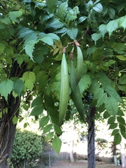 Campsis radicans