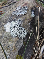 Menegazzia