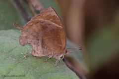 Mahathala ameria