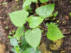 Broussonetia papyrifera