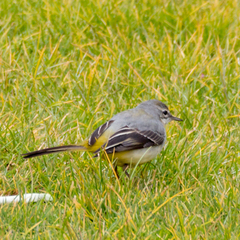 Motacilla cinerea