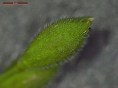 Kellochloa brachyantha