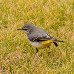 Motacilla cinerea