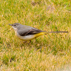 Motacilla cinerea
