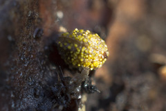 Physarum viride