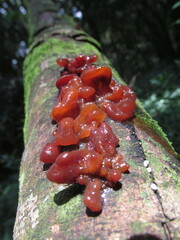 Phaeotremella fimbriata