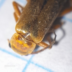 Cantharis
