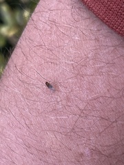 Lonchaea