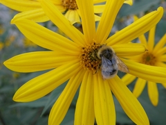 Bombus