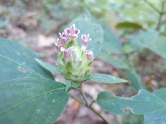 Ruellieae
