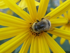 Bombus