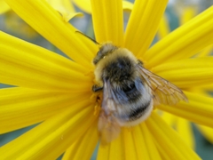 Bombus