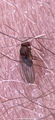 Lonchaea