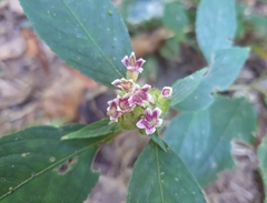 Ruellieae