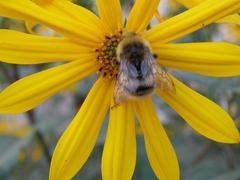 Bombus