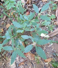Ruellieae