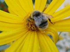 Bombus