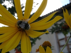 Bombus